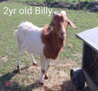 7 MIXED BOER GOATS BIDS PER LIFE - 4