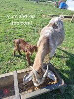 7 MIXED BOER GOATS BIDS PER LIFE - 5