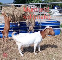 7 MIXED BOER GOATS BIDS PER LIFE - 6
