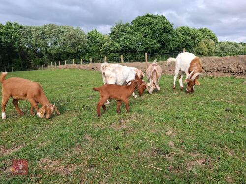 7 MIXED BOER GOATS BIDS PER LIFE