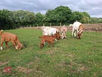 7 MIXED BOER GOATS BIDS PER LIFE