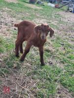 7 MIXED BOER GOATS BIDS PER LIFE - 7