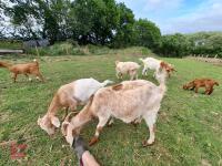 7 MIXED BOER GOATS BIDS PER LIFE - 8