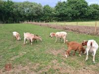 7 MIXED BOER GOATS BIDS PER LIFE - 9