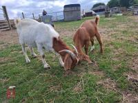 7 MIXED BOER GOATS BIDS PER LIFE - 10