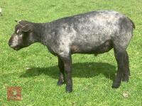 15MO 2T PURE BLUE TEXEL SHEARLING RAM - 2