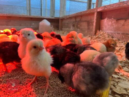 10 HYBRID SPECKLED MARAN FEMALE CHICKS BIDS FOR THE GROUP