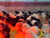10 HYBRID SPECKLED MARAN FEMALE CHICKS BIDS FOR THE GROUP - 2