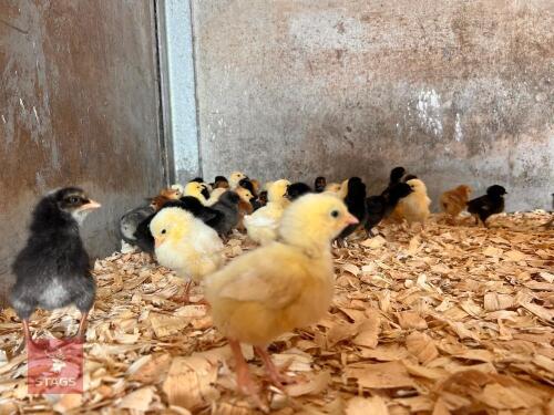 10 MIXED BREED FEMALE CHICKS BIDS FOR THE GROUP