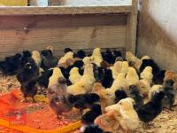10 MIXED BREED FEMALE CHICKS BIDS FOR THE GROUP - 2