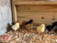 10 MIXED BREED FEMALE CHICKS BIDS FOR THE GROUP - 4