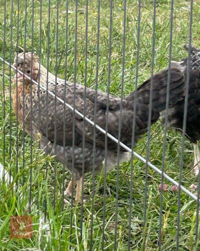 3 CREAM LEGBAR PULLETS BIDS PER LIFE