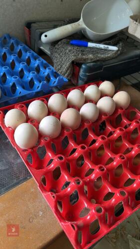 12 GOLD & BLUE WYANDOTTE HATCHING EGGS BIDS FOR THE DOZEN