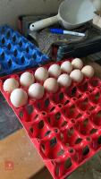 12 GOLD & BLUE WYANDOTTE HATCHING EGGS BIDS FOR THE DOZEN