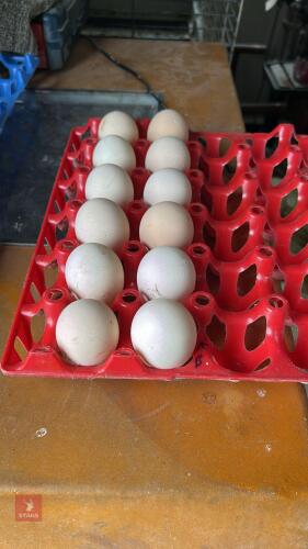 12 SILVER LACED WYANDOTTE HATCHING EGGS BIDS FOR THE DOZEN