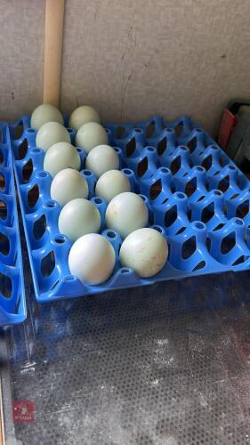 12 CREAM LEGBAR HATCHING EGGS BIDS FOR THE DOZEN