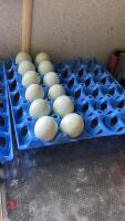 12 CREAM LEGBAR HATCHING EGGS BIDS FOR THE DOZEN