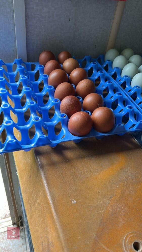 12 WELSUNNERS LARGE FALE HATCHING EGGS BIDS FOR THE DOZEN