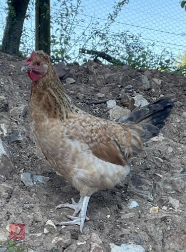 3 LEGBAR CROSS POL CHICKENS BIDS PER LIFE