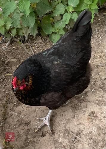 3 COPPER MARAN POL CHICKENS BIDS PER LIFE