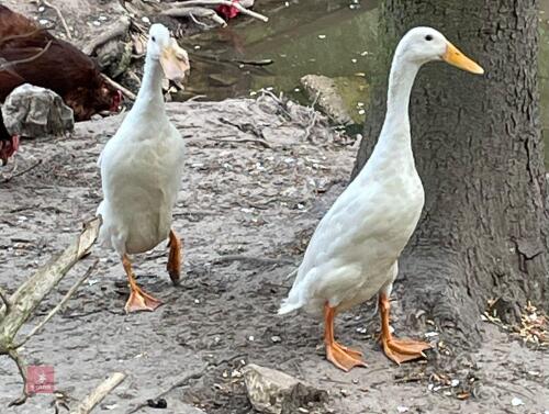 2 INDIAN RUNNER DUCKS BIDS PER LIFE