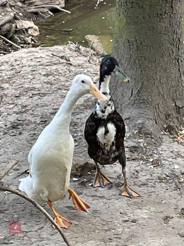 2 INDIAN RUNNER DUCKS BIDS PER LIFE