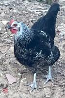 3 SILVER SUSSEX POL CHICKENS BIDS PER LIFE