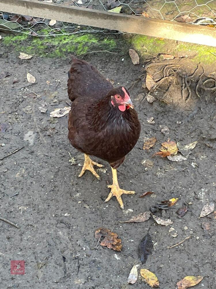 2 RHODE ISLAND POL CHICKENS BIDS PER LIFE