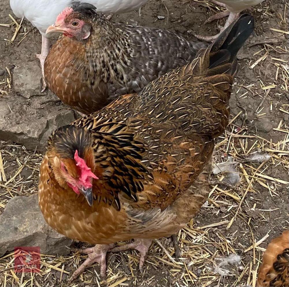 2 LEGBAR CROSS POL CHICKENS BIDS PER LIFE