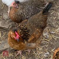 2 LEGBAR CROSS POL CHICKENS BIDS PER LIFE
