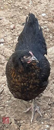 3 COPPER MARAN POL CHICKENS BIDS PER LIFE