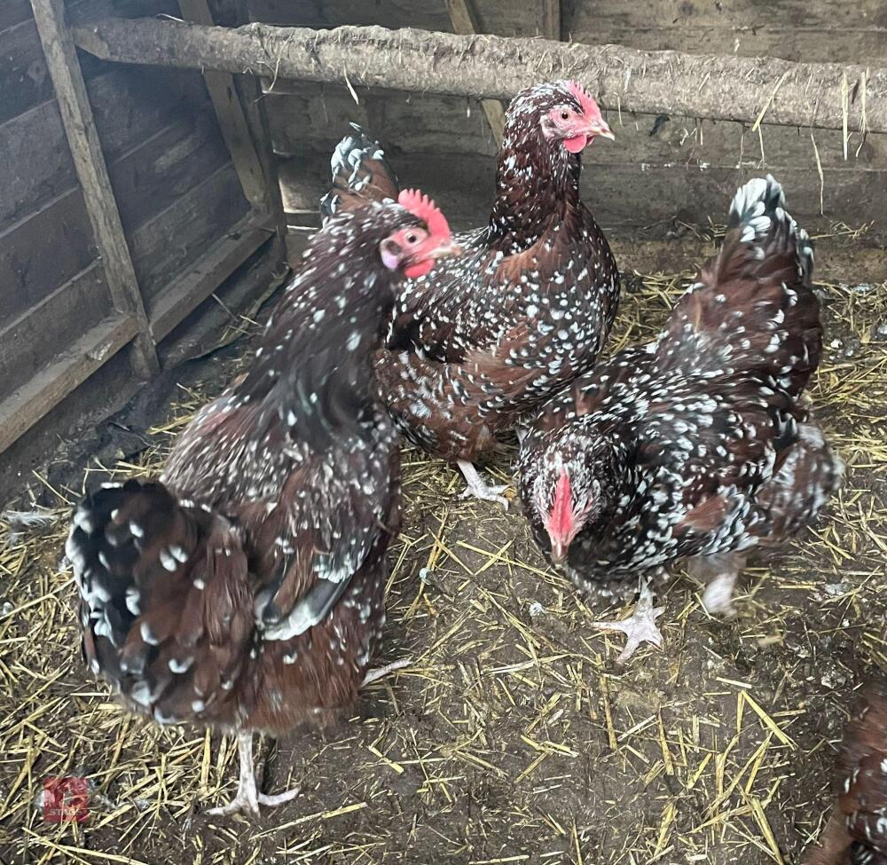 3 SPECKLED SUSSEX POL CHICKENS BIDS PER LIFE