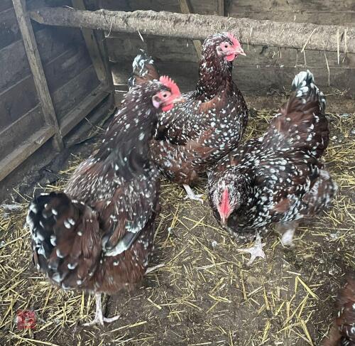 3 SPECKLED SUSSEX POL CHICKENS BIDS PER LIFE