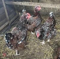 3 SPECKLED SUSSEX POL CHICKENS BIDS PER LIFE