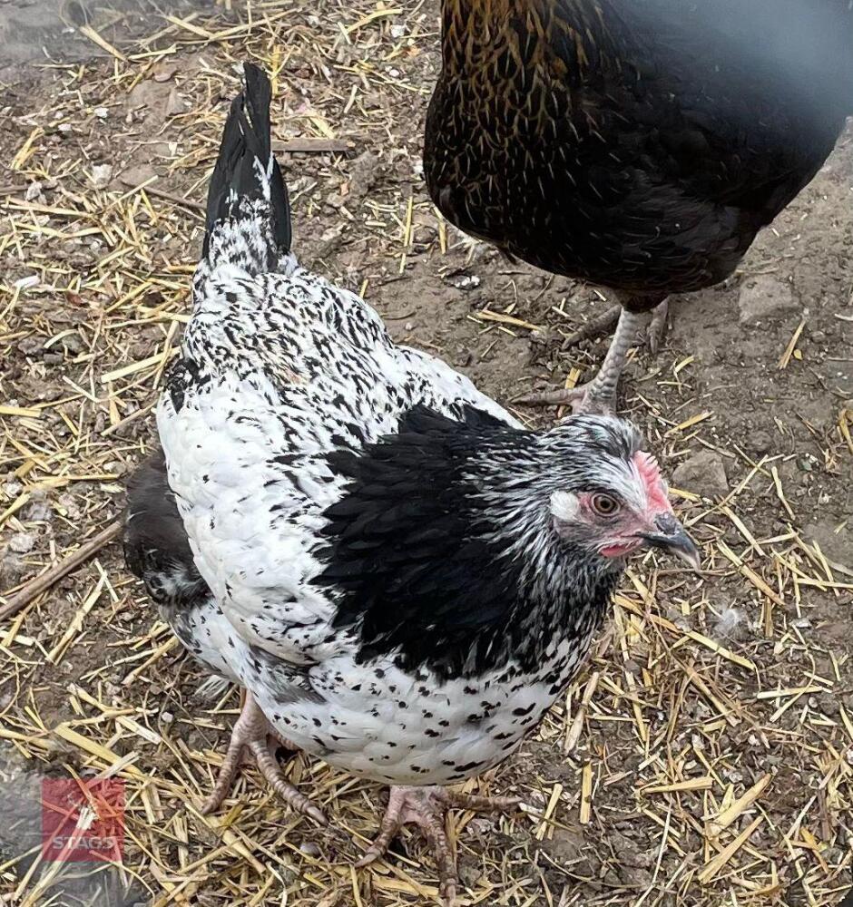 3 LEGBAR CROSS POL CHICKENS BIDS PER LIFE