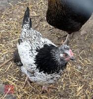 3 LEGBAR CROSS POL CHICKENS BIDS PER LIFE