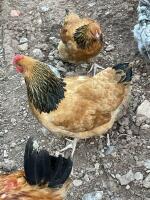 3 BUFF SUSSEX POL CHICKENS BIDS PER LIFE