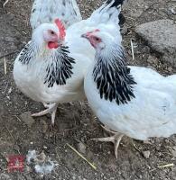 4 LIGHT SUSSEX POL CHICKENS BIDS PER LIFE