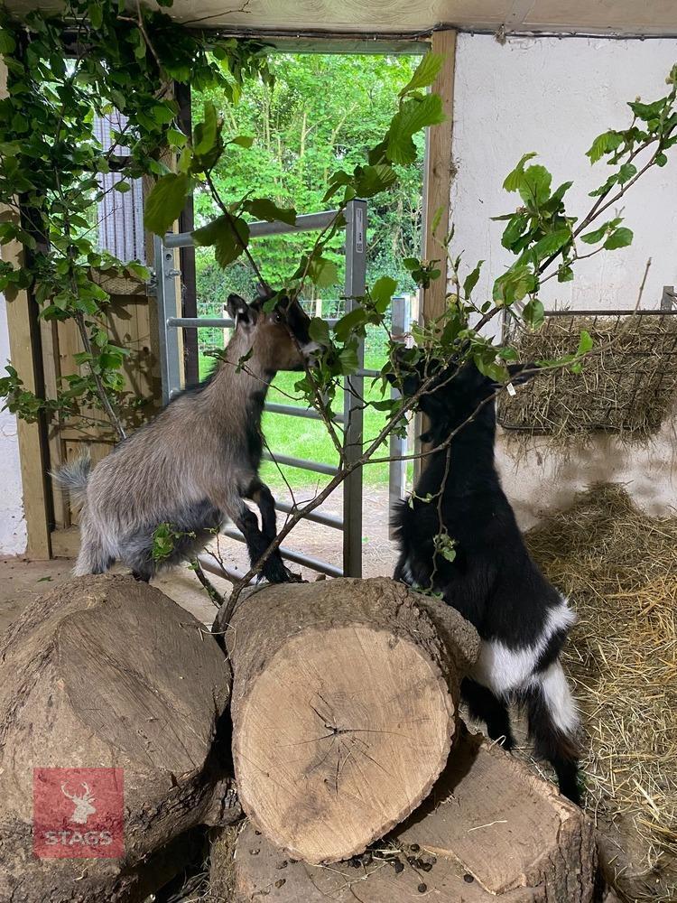 2 X 1YR PYGMY NANNY GOATS BIDS PER LIFE