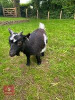 2 X 1YR PYGMY NANNY GOATS BIDS PER LIFE - 2