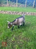 2 X 1YR PYGMY NANNY GOATS BIDS PER LIFE - 3