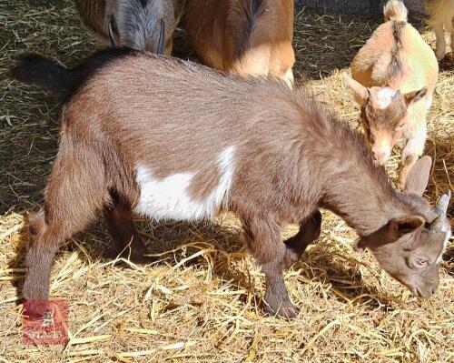 4MO CASTRATED PYGMY GOAT