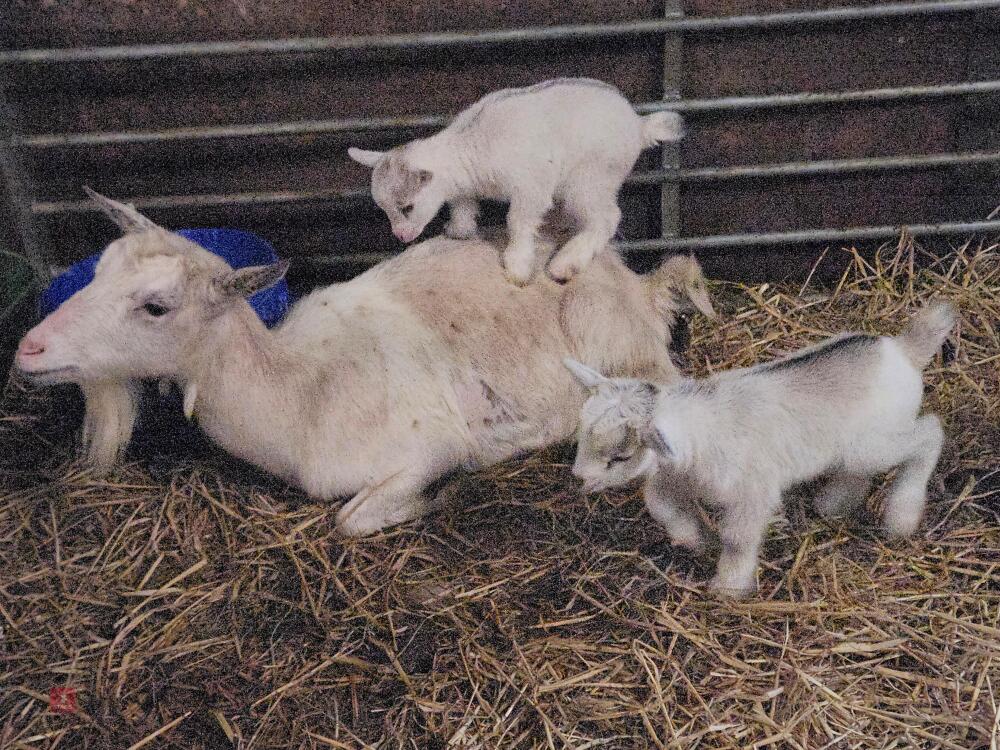 1 PYGMY NANNY & 2 KIDS BIDS FOR THE GROUP