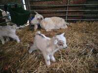 1 PYGMY NANNY & 2 KIDS BIDS FOR THE GROUP - 2