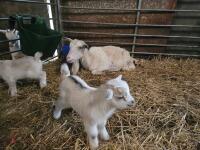 1 PYGMY NANNY & 2 KIDS BIDS FOR THE GROUP - 3