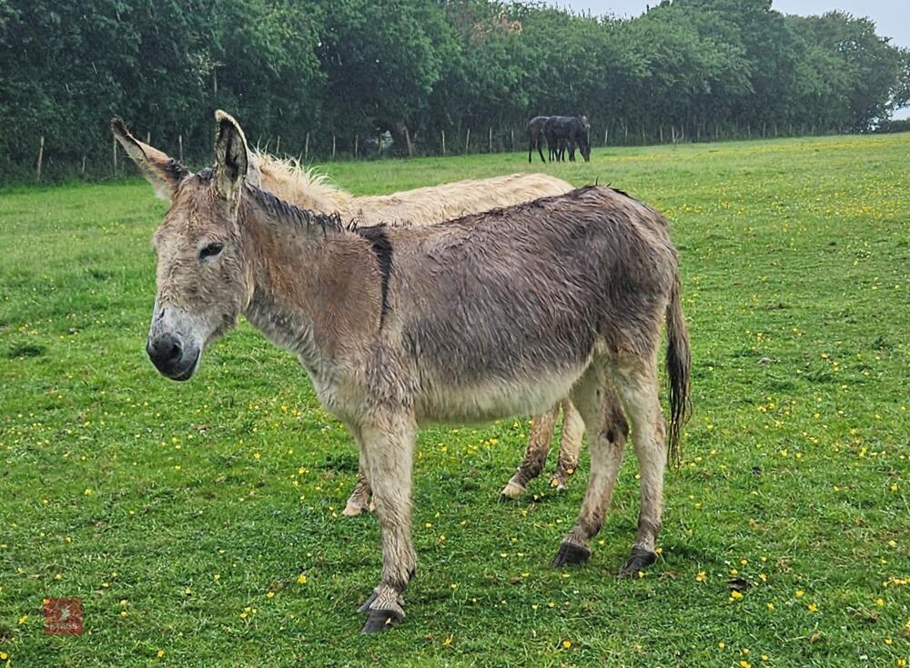 10YR IRISH JENNY DONKEY