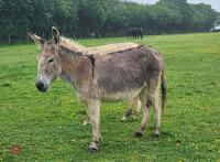 10YR IRISH JENNY DONKEY