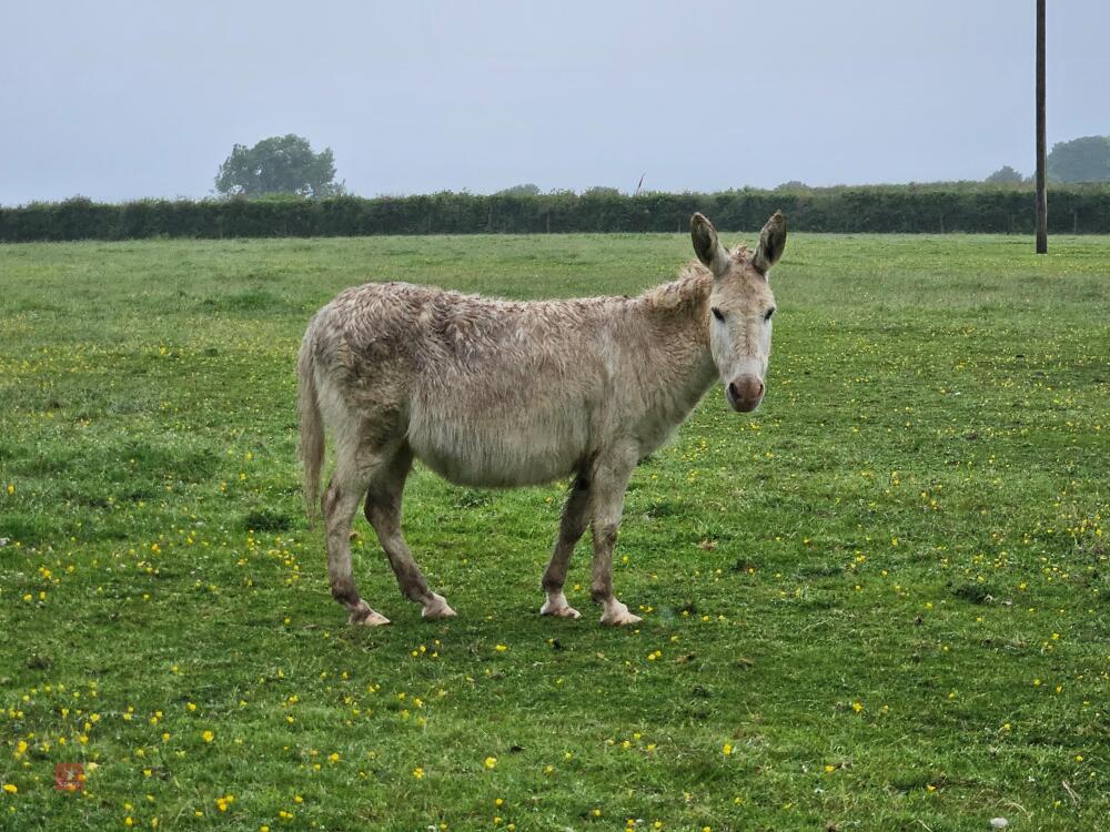 11YR JENNY DONKEY