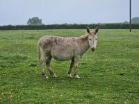 11YR JENNY DONKEY