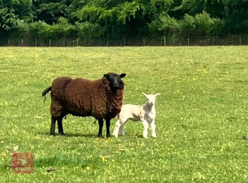 TEXEL X HOGG SINGLE COUPLE BIDS PER LIFE